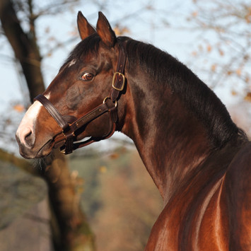 Duke Of Hearts xx Image