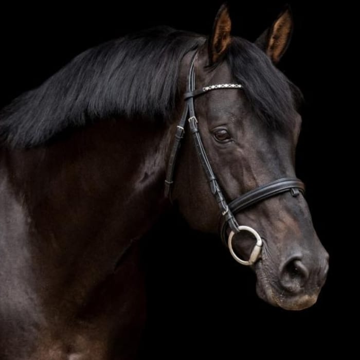 Volatile Stallion Elite Stallions - Stallions Discipline