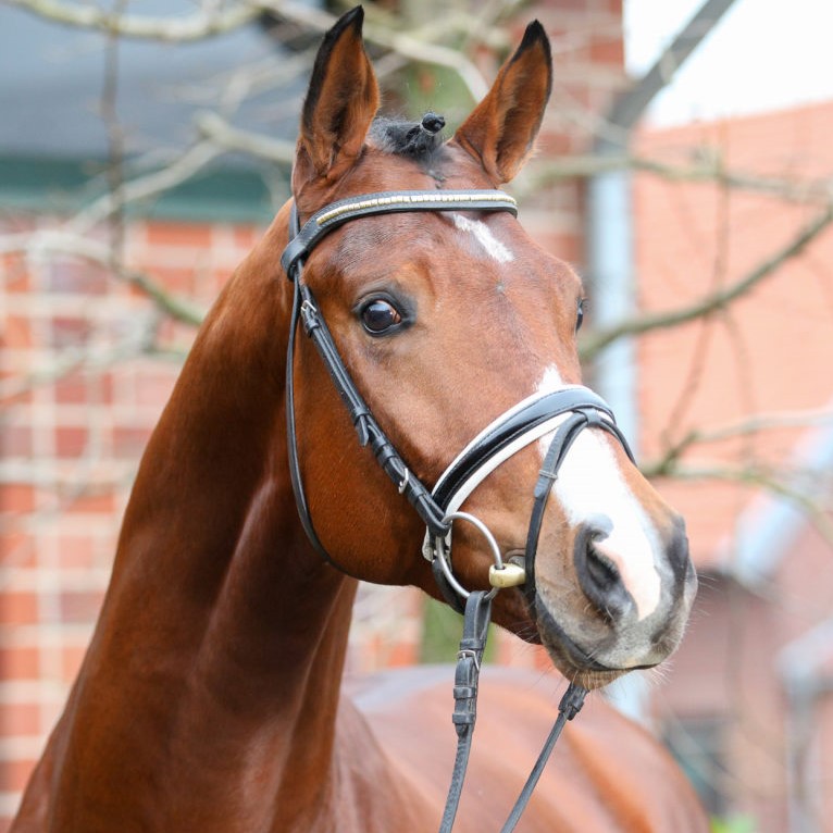 Elite Stallions Stallions Discipline