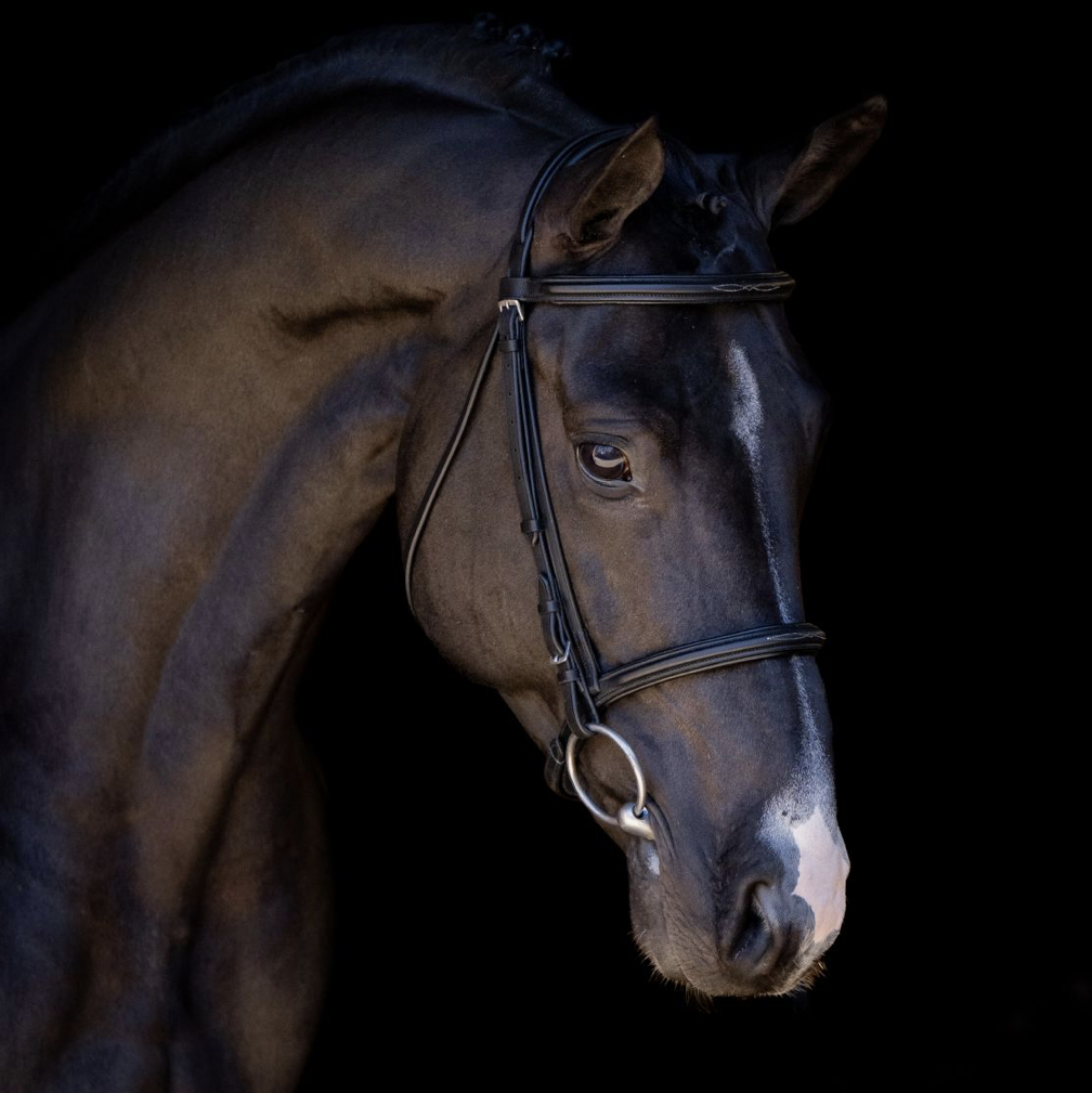 Elite Stallions - Stallions Discipline