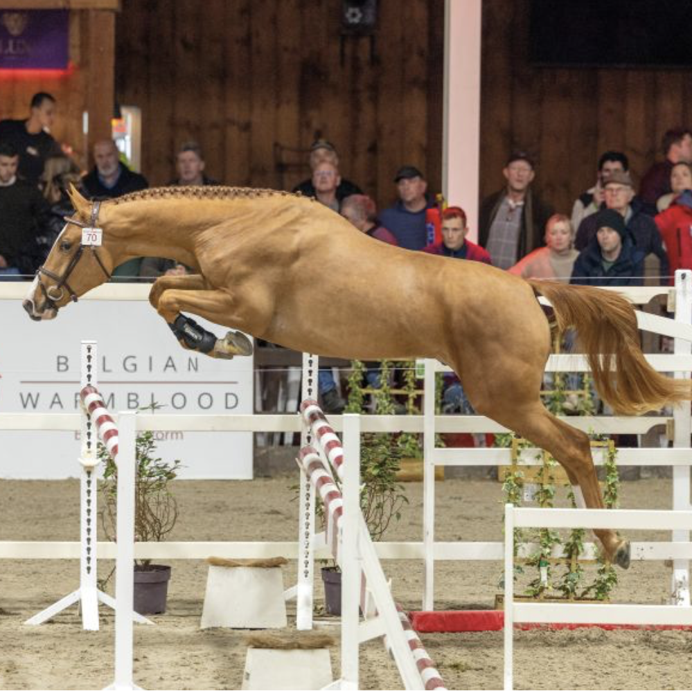 Chacco-Gran PS Z Image