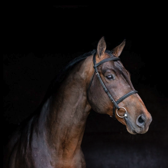 HH Conrad Z Image