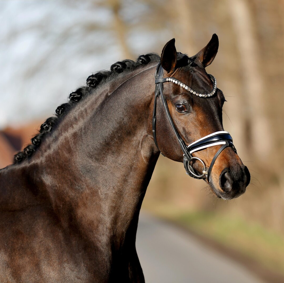 Fürst Samarant Image