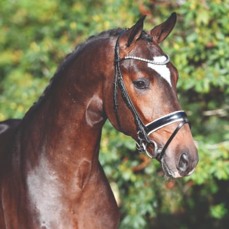 Debutant Image