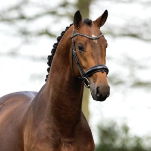 O'Toto Van de Wimphof Image