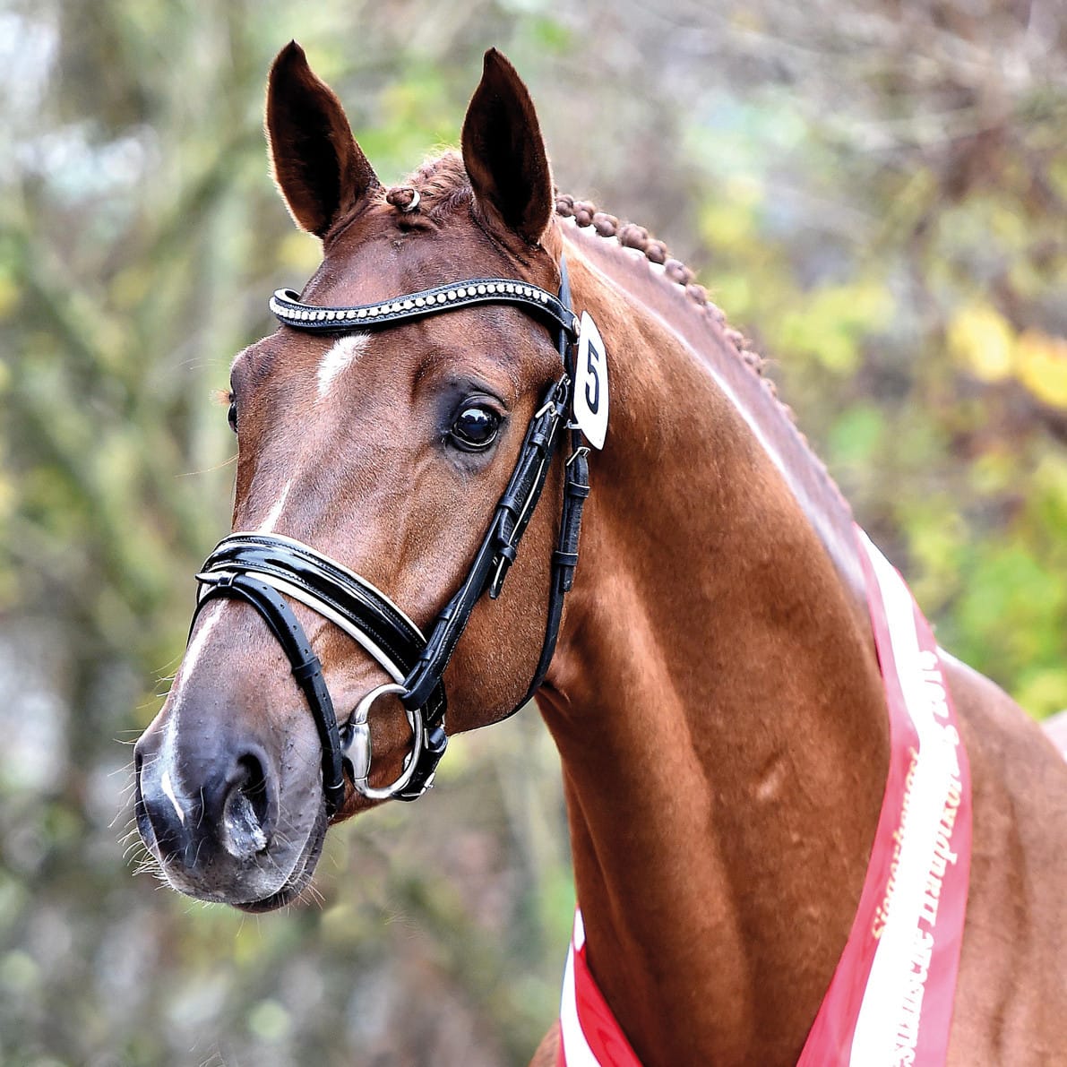 Elite Stallions Stallion