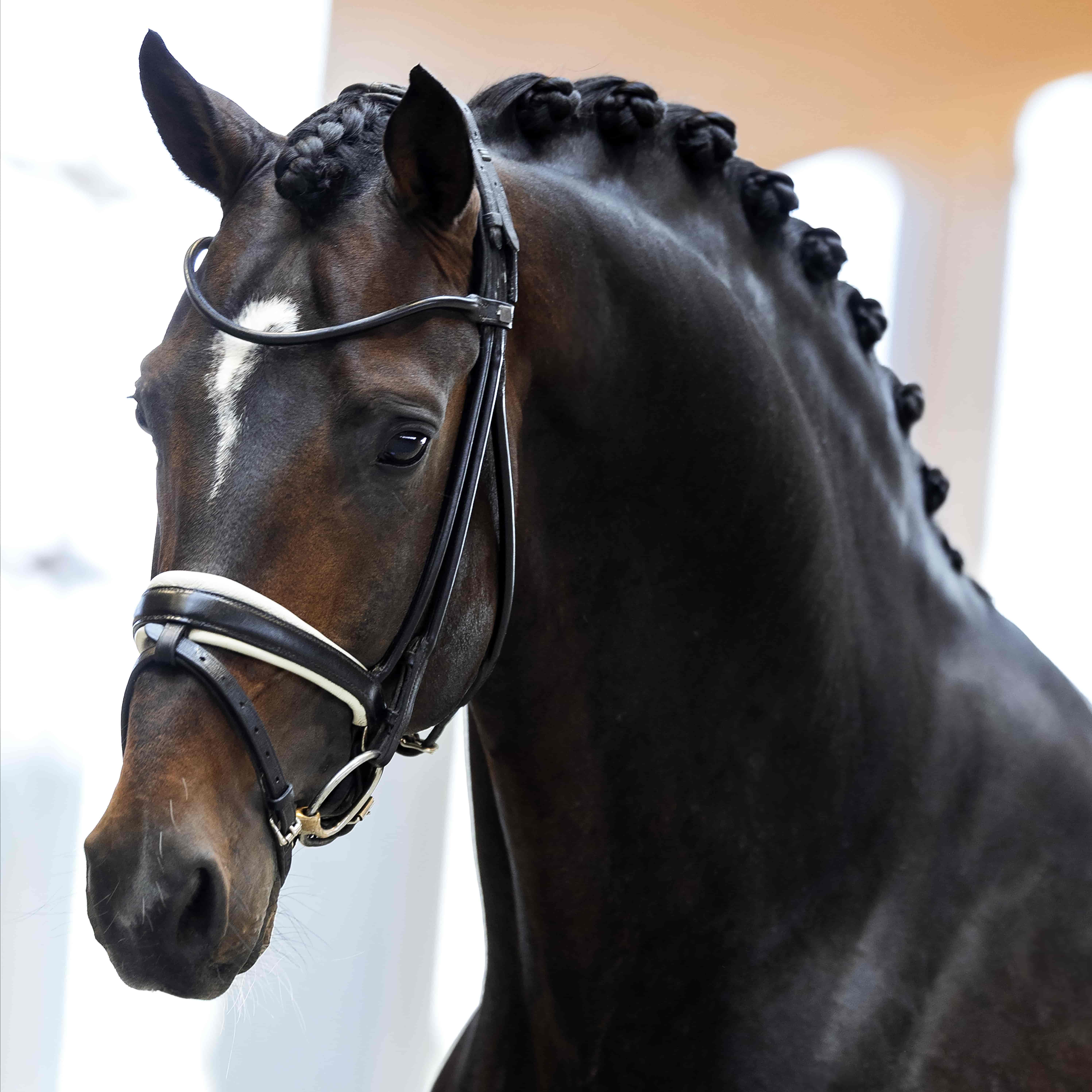 My Blue Hors Santiano Image