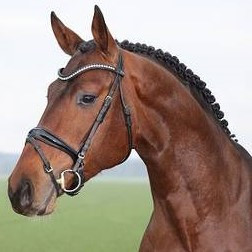 Haaland Image