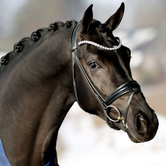 Secret's Next Star Image