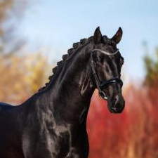 Fairmont Black Image