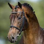 HH Conrad Z Image