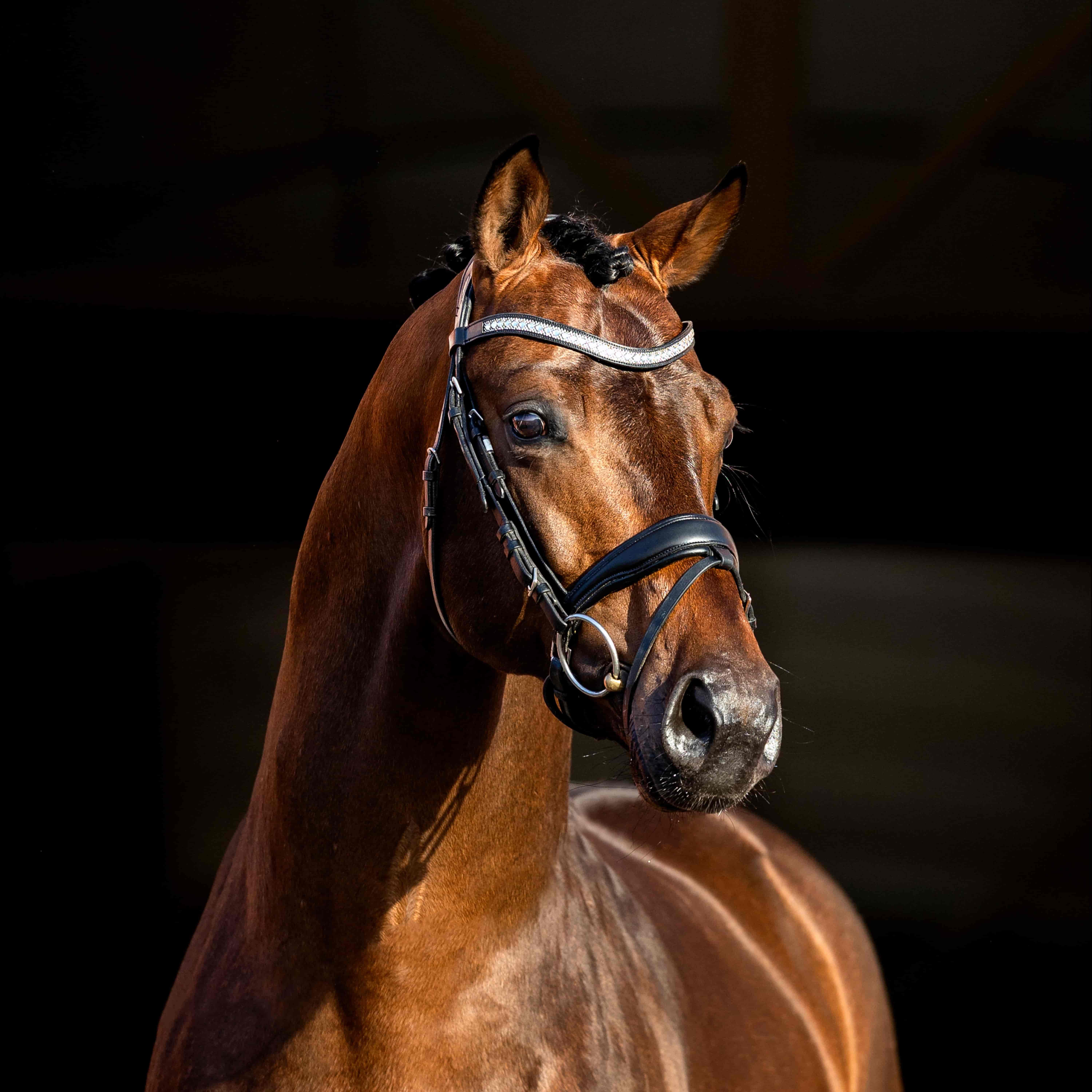 Blue Hors Viconte Image