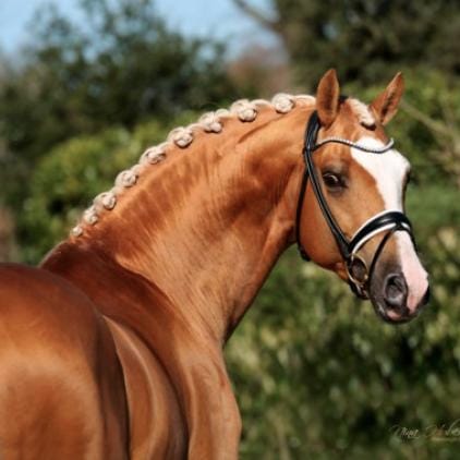 Zafferano Image