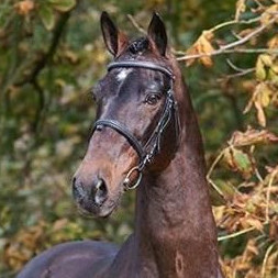 Emilion Image