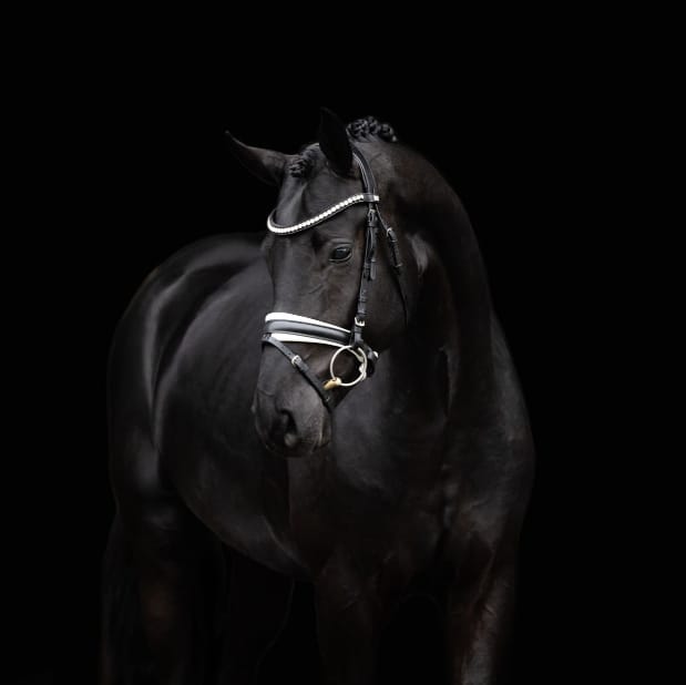 Straight Horse Leonardo Image