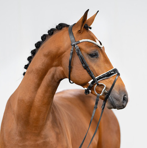 Baltic Joy Image