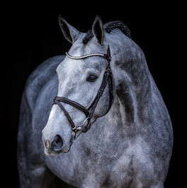 Covalliero Image
