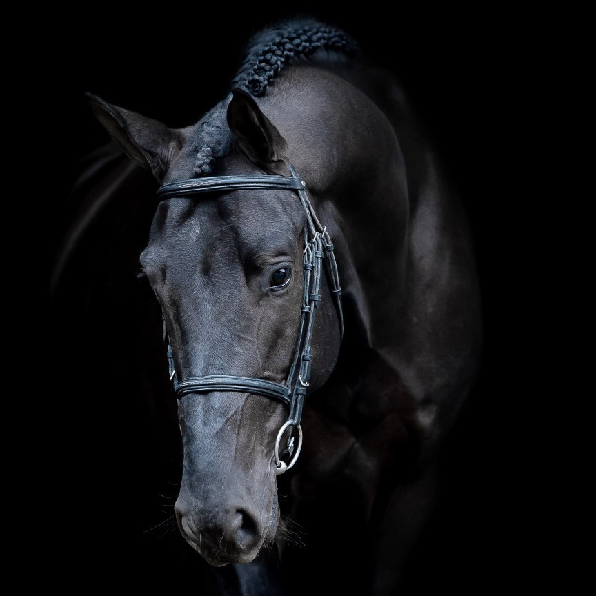 Rob Roy VD Bisschop Z Image