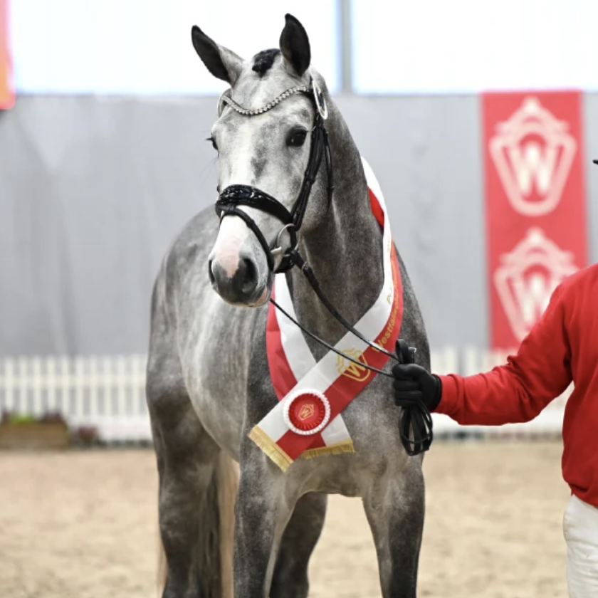 Cashmere's Carat Image