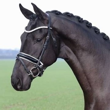 Van Dijk Image